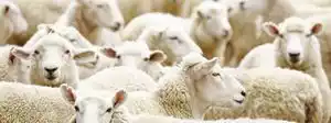Moutons produisant la laine vierge des matelas Prolana